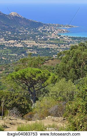 The Bay of Calvi, Balagne, Haute-Corse, Corsica, France, Europe View Large Photo Image Stock Image - The Bay of Calvi, Balagne, Haute-Corse, Corsica, France, Europe. Fotosearch