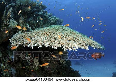 The life of a coral reef, Red Sea, Marsa Alam, Abu Dabab, Egypt, Africa View Large Photo Image Picture - The life of a coral reef, Red Sea, Marsa Alam, Abu Dabab, Egypt, Africa. Fotosearch