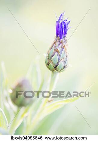 Thistle, Sweden, Europe View Large Photo Image Stock Photograph - Thistle, Sweden, Europe. Fotosearch