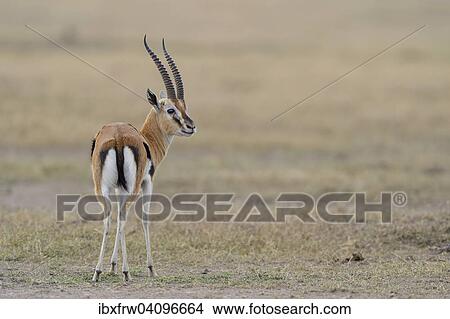 Thomson's gazelle (Eudorcas thomsoni), male, Samburu National Reserve, Kenya, Africa View Large Photo Image Picture - Thomson's gazelle (Eudorcas thomsoni), male, Samburu National Reserve, Kenya, Africa. Fotosearch