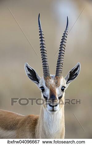 Thomson's gazelle (Eudorcas thomsoni), male, Samburu National Reserve, Kenya, Africa View Large Photo Image Stock Photo - Thomson's gazelle (Eudorcas thomsoni), male, Samburu National Reserve, Kenya, Africa. Fotosearch