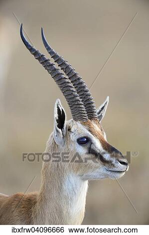 Stock Photograph - Thomson's gazelle (Eudorcas thomsoni), male, Samburu National Reserve, Kenya, Africa. Fotosearch