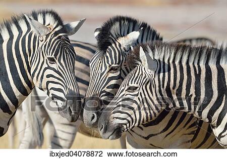 Three Burchell's Zebras (Equus burchelli), nose to nose, Etosha National Park, Namibia, Africa View Large Photo Image Stock Image - Three Burchell's Zebras (Equus burchelli), nose to nose, Etosha National Park, Namibia, Africa. Fotosearch