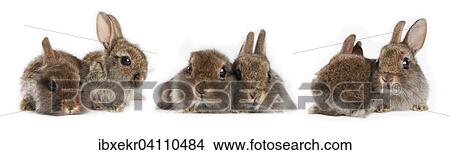 Picture - Three pairs of young Dwarf rabbits (Oryctolagus cuniculus forma domestica). Fotosearch