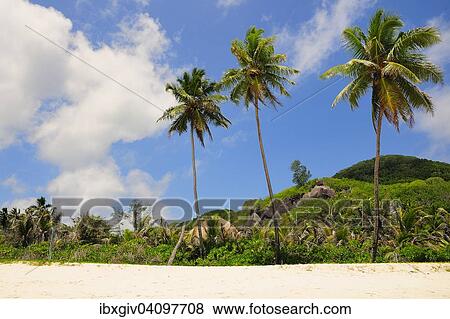 Three palm trees on Grand'Anse beach, La Digue Island, La Digue and Inner Islands, Seychelles, Africa View Large Photo Image Stock Photo - Three palm trees on Grand'Anse beach, La Digue Island, La Digue and Inner Islands, Seychelles, Africa. Fotosearch