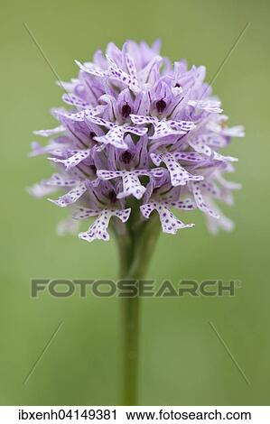 Stock Image - Three-toothed Orchid (Orchis tridentata, Neotina tridentata), Rothenstein nature reserve, Thuringia, Germany, Europe. Fotosearch
