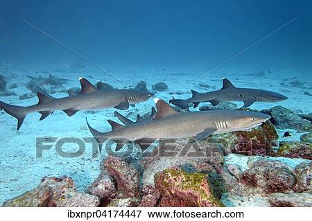 Stock Photo - Three white tip reef sharks (Triaenodon obesus) swimming close to seabed, Cocos Island, Costa Rica, North America. Fotosearch