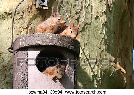 Picture - Three young squirrels (Sciurus vulgaris) on owl nesting box, Hesse, Germany, Europe. Fotosearch