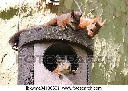 Three young squirrels (Sciurus vulgaris) on owl nesting box, Hesse, Germany, Europe View Large Photo Image Stock Image - Three young squirrels (Sciurus vulgaris) on owl nesting box, Hesse, Germany, Europe. Fotosearch