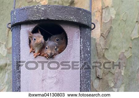 Stock Image - Three young squirrels (Sciurus vulgaris) looking out of owl nesting box, Hesse, Germany, Europe. Fotosearch