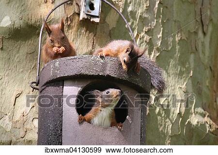 Stock Photo - Three young squirrels (Sciurus vulgaris) on owl nesting box, Hesse, Germany, Europe. Fotosearch