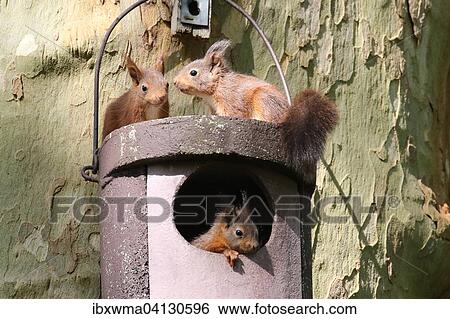Three young squirrels (Sciurus vulgaris) on owl nesting box, Hesse, Germany, Europe View Large Photo Image Stock Photograph - Three young squirrels (Sciurus vulgaris) on owl nesting box, Hesse, Germany, Europe. Fotosearch