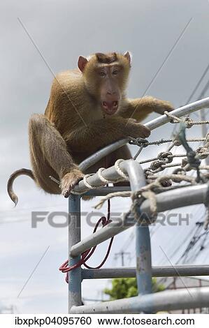 Stock Image - Tied Northern pig-tailed macaque (Macaca leonina) sitting on a railing, Lamai, Koh Samui, Thailand, Asia. Fotosearch