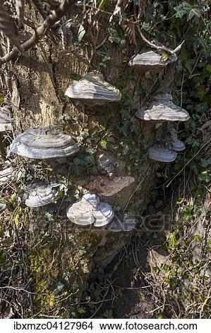Tinder fungus (Fomes fomentarius) on a tree trunk, Bavaria, Germany, Europe View Large Photo Image Picture - Tinder fungus (Fomes fomentarius) on a tree trunk, Bavaria, Germany, Europe. Fotosearch