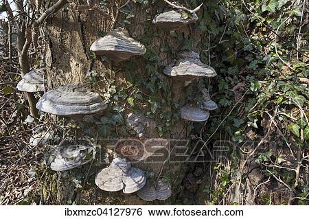 Tinder fungus (Fomes fomentarius) on a tree trunk, Bavaria, Germany, Europe View Large Photo Image Stock Photograph - Tinder fungus (Fomes fomentarius) on a tree trunk, Bavaria, Germany, Europe. Fotosearch