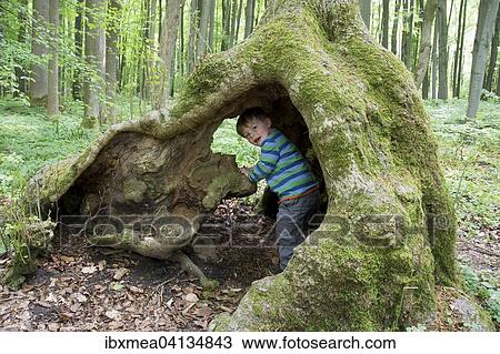 Stock Image - Toddler playing in a hollow tree trunk or root, Hainich National Park, Thuringia, Germany, Europe. Fotosearch