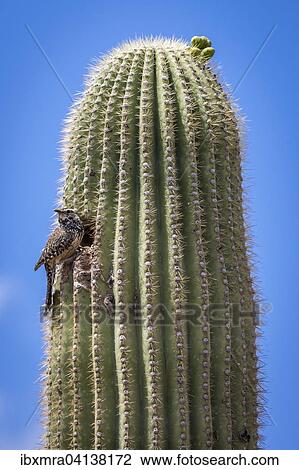 Top of saguaro cactus (Carnegiea gigantea) with cactus wren (Campylorhynchus brunneicapillus) in front of woodpecker's hole, Sonoran desert, Tucson, Arizona, USA View Large Photo Image Stock Image - Top of saguaro cactus (Carnegiea gigantea) with cactus wren (Campylorhynchus brunneicapillus) in front of woodpecker's hole, Sonoran desert, Tucson, Arizona, USA. Fotosearch