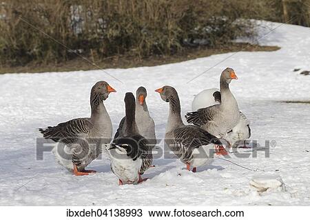 Stock Image - Toulouse Geese in the snow, Upper Bavaria, Bavaria, Germany, Europe. Fotosearch