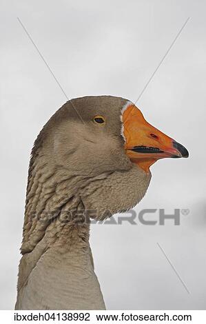 Toulouse Goose with dewlap, animal portrait, Upper Bavaria, Bavaria, Germany, Europe View Large Photo Image Stock Image - Toulouse Goose with dewlap, animal portrait, Upper Bavaria, Bavaria, Germany, Europe. Fotosearch