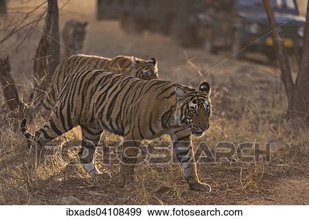 Stock Photo - Tourist vehicles following three sub-adult Bengal Tigers (Panthera tigris tigris) on a tiger safari in Ranthambhore Tiger Reserve, Rajasthan, India, Asia. Fotosearch