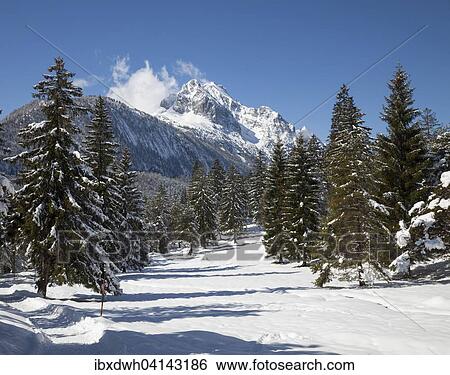 Track through snowy pine forest, Wetterstein Mountains, near Mittenwald, Werdenfelser Land, Upper Bavaria, Bavaria, Germany, Europe View Large Photo Image Stock Photograph - Track through snowy pine forest, Wetterstein Mountains, near Mittenwald, Werdenfelser Land, Upper Bavaria, Bavaria, Germany, Europe. Fotosearch