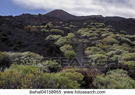Track through the volcanic landscape with typical vegetation, the volcano de Teneguia behind, near Fuencaliente, La Palma, Canary Islands, Spain, Europe View Large Photo Image Stock Photography - Track through the volcanic landscape with typical vegetation, the volcano de Teneguia behind, near Fuencaliente, La Palma, Canary Islands, Spain, Europe. Fotosearch