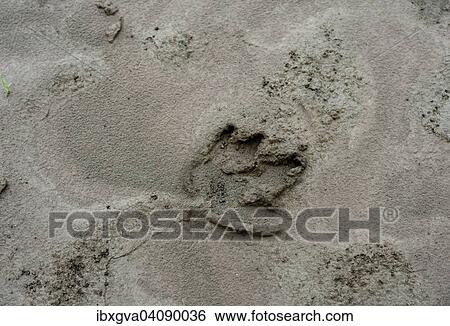 Stock Photograph - Tracks of a Tapir (Tapirus), Tambopata Nature Reserve, Madre de Dios Region, Peru, South America. Fotosearch