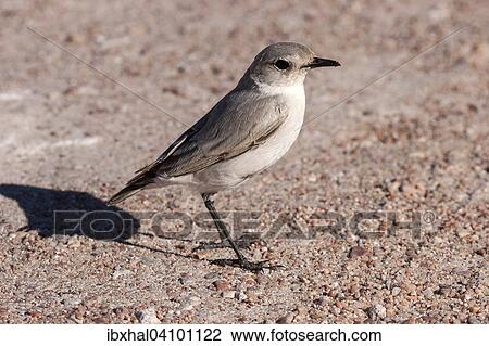 Tractrac Chat (Cercomela tractrac) near Swakopmund, Namibia, Africa View Large Photo Image Stock Image - Tractrac Chat (Cercomela tractrac) near Swakopmund, Namibia, Africa. Fotosearch