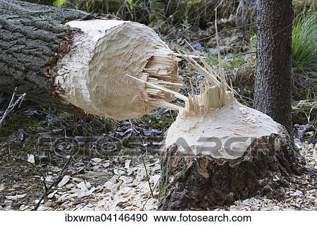 Stock Image - Tree felled by a Beaver (Castor sp. ), Masuria, Poland, Europe. Fotosearch