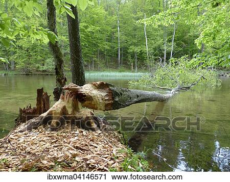 Tree felled by a Beaver (Castor sp. ), Masuria, Poland, Europe View Large Photo Image Stock Image - Tree felled by a Beaver (Castor sp. ), Masuria, Poland, Europe. Fotosearch