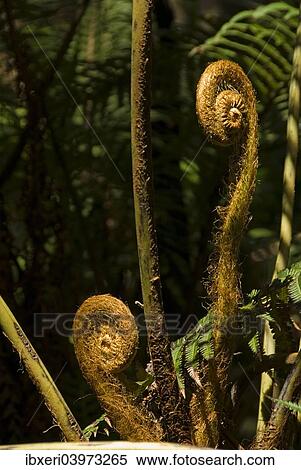 Tree Fern (Cyatheales), fresh shoots, Big Island, Hawaii, USA View Large Photo Image Stock Photography - Tree Fern (Cyatheales), fresh shoots, Big Island, Hawaii, USA. Fotosearch