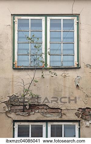 Tree growing out of a wall of a dilapidated house, with dilapidated windows below and above, Lubeck, Schleswig-Holstein, Germany, Europe View Large Photo Image Stock Image - Tree growing out of a wall of a dilapidated house, with dilapidated windows below and above, Lubeck, Schleswig-Holstein, Germany, Europe. Fotosearch