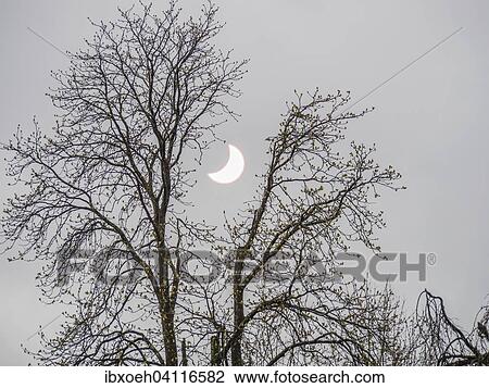 Tree in spring, partial eclipse, Baden-Baden, Baden-Wurttemberg, Germany, Europe View Large Photo Image Stock Image - Tree in spring, partial eclipse, Baden-Baden, Baden-Wurttemberg, Germany, Europe. Fotosearch