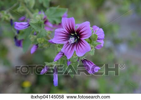 Stock Photo - Tree Mallow (Lavatera arborea), blossom, Parque Nacional de Cabrera, Cabrera National Park, Cabrera Archipelago, Majorca, Balearic Islands, Spain, Europe. Fotosearch
