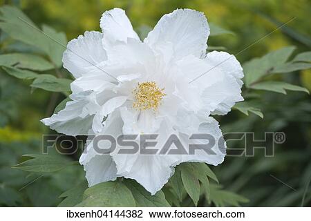 Stock Image - Tree Peony (Paeonia suffruticosa 'Godaishu'), Emsland, Lower Saxony, Germany, Europe. Fotosearch