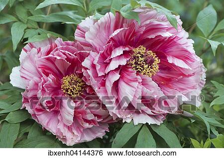 Tree Peony (Paeonia suffruticosa 'Shima-Nishiki'), Emsland, Lower Saxony, Germany, Europe View Large Photo Image Stock Photograph - Tree Peony (Paeonia suffruticosa 'Shima-Nishiki'), Emsland, Lower Saxony, Germany, Europe. Fotosearch