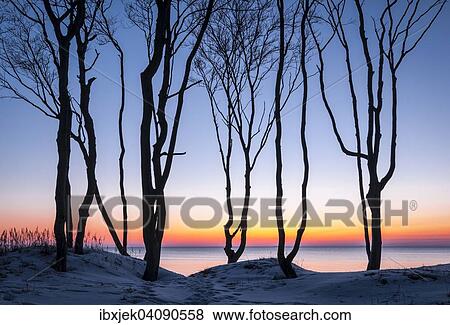Stock Photo - Tree silhouettes at sunset in front of the Baltic Sea, Weststrand beach, Darss, Western Pomerania Lagoon Area National Park, Mecklenburg-Western Pomerania, Germany, Europe. Fotosearch
