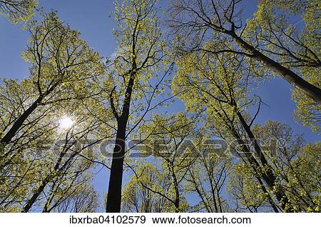 Stock Photo - Tree tops with fresh leaves emerge, spring, North Rhine-Westphalia, Germany, Europe. Fotosearch