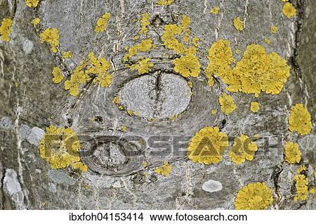 Tree trunk with common orange lichen (Xanthoria parietina) and knotholes, Rhineland-Palatinate, Germany, Europe View Large Photo Image Picture - Tree trunk with common orange lichen (Xanthoria parietina) and knotholes, Rhineland-Palatinate, Germany, Europe. Fotosearch