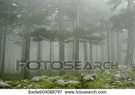 Stock Photo - Trees in the fog on the Col del Bavella, Regional Natural Park of Corsica, Corse-du-Sud, Corsica, France, Europe. Fotosearch