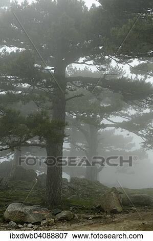 Trees in the fog on the Col del Bavella, Regional Natural Park of Corsica, Corse-du-Sud, Corsica, France, Europe View Large Photo Image Stock Photo - Trees in the fog on the Col del Bavella, Regional Natural Park of Corsica, Corse-du-Sud, Corsica, France, Europe. Fotosearch