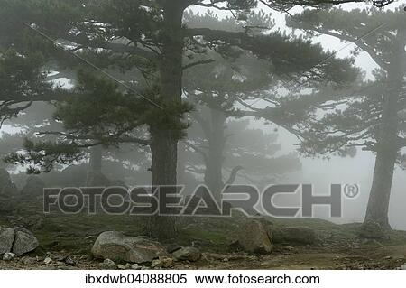 Trees in the fog on the Col del Bavella, Regional Natural Park of Corsica, Corse-du-Sud, Corsica, France, Europe View Large Photo Image Stock Photography - Trees in the fog on the Col del Bavella, Regional Natural Park of Corsica, Corse-du-Sud, Corsica, France, Europe. Fotosearch