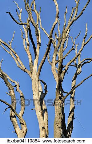 Treetop of a dead tree, Muritz National Park, Serrahn area, Mecklenburg-Western Pomerania, Germany, Europe View Large Photo Image Picture - Treetop of a dead tree, Muritz National Park, Serrahn area, Mecklenburg-Western Pomerania, Germany, Europe. Fotosearch