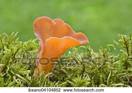 Tremiscus helvelloides fungus, Tyrol, Austria, Europe View Large Photo Image Stock Image - Tremiscus helvelloides fungus, Tyrol, Austria, Europe. Fotosearch