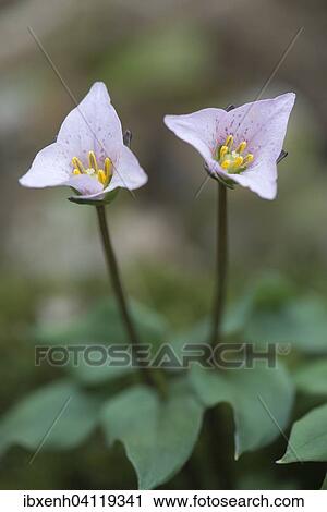Tri flower (Trillium rivularis), Emsland, Lower Saxony, Germany, Europe View Large Photo Image Stock Image - Tri flower (Trillium rivularis), Emsland, Lower Saxony, Germany, Europe. Fotosearch