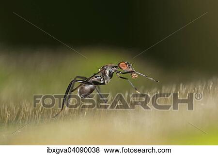 Tropical Stilt Fly (Micropezidae) mimicing an ant as protection from predators, Tambopata Nature Reserve, Madre de Dios Region, Peru, South America View Large Photo Image Stock Photo - Tropical Stilt Fly (Micropezidae) mimicing an ant as protection from predators, Tambopata Nature Reserve, Madre de Dios Region, Peru, South America. Fotosearch