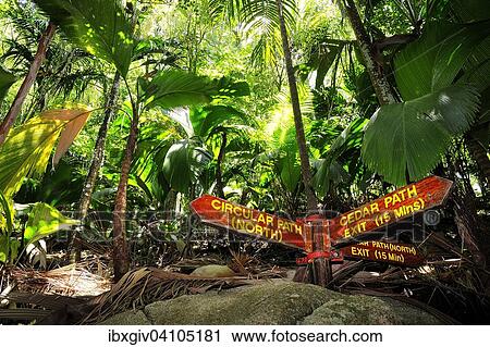 Stock Image - Tropical vegetation coco de mer, sea coconut (Lodoicea maldivica), Nature Reserve Vallee de Mai, UNESCO world heritage site, Praslin Island, Seychelles, Africa. Fotosearch