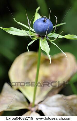 True Lover's Knot (Paris quadrifolia), fruit stand, North Rhine-Westphalia, Germany, Europe View Large Photo Image Stock Photo - True Lover's Knot (Paris quadrifolia), fruit stand, North Rhine-Westphalia, Germany, Europe. Fotosearch