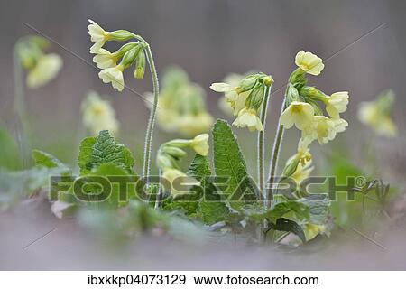 True Oxlip (Primula elatior), Saxony, Germany, Europe View Large Photo Image Stock Photo - True Oxlip (Primula elatior), Saxony, Germany, Europe. Fotosearch