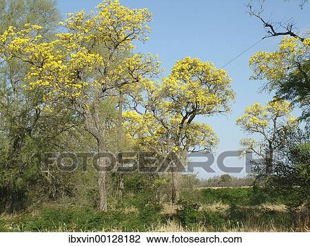 Trumpet trees (Tabebuia caraiba) with yellow flowers, Gran Chaco, Paraguay, South America View Large Photo Image Stock Image - Trumpet trees (Tabebuia caraiba) with yellow flowers, Gran Chaco, Paraguay, South America. Fotosearch